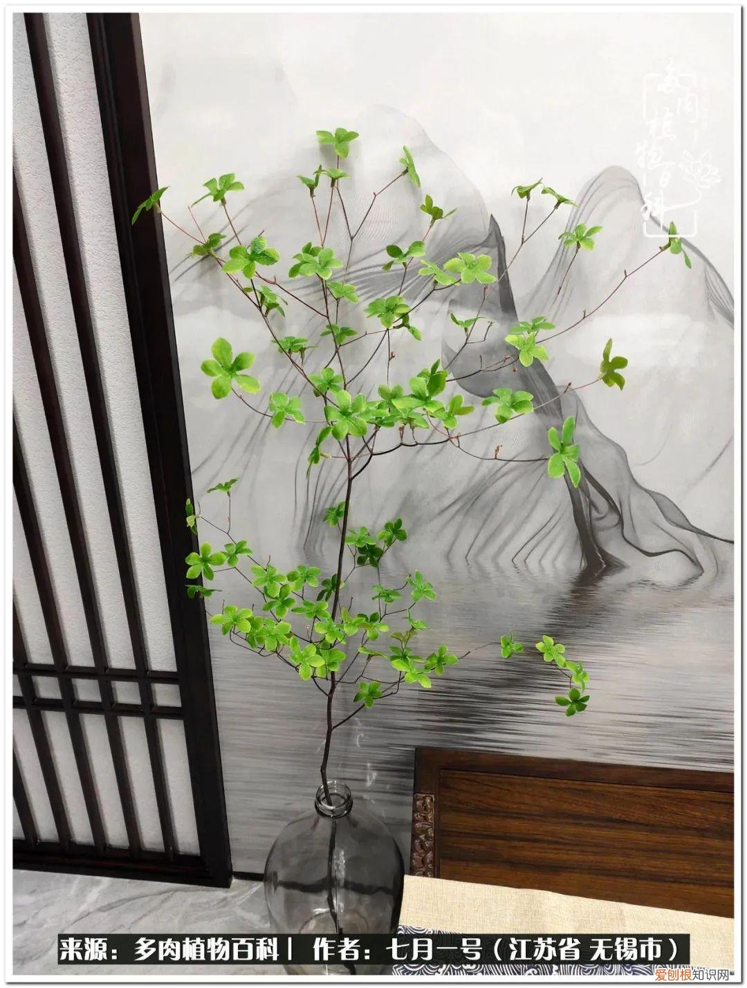 琴丝竹的养殖方法和注意事项