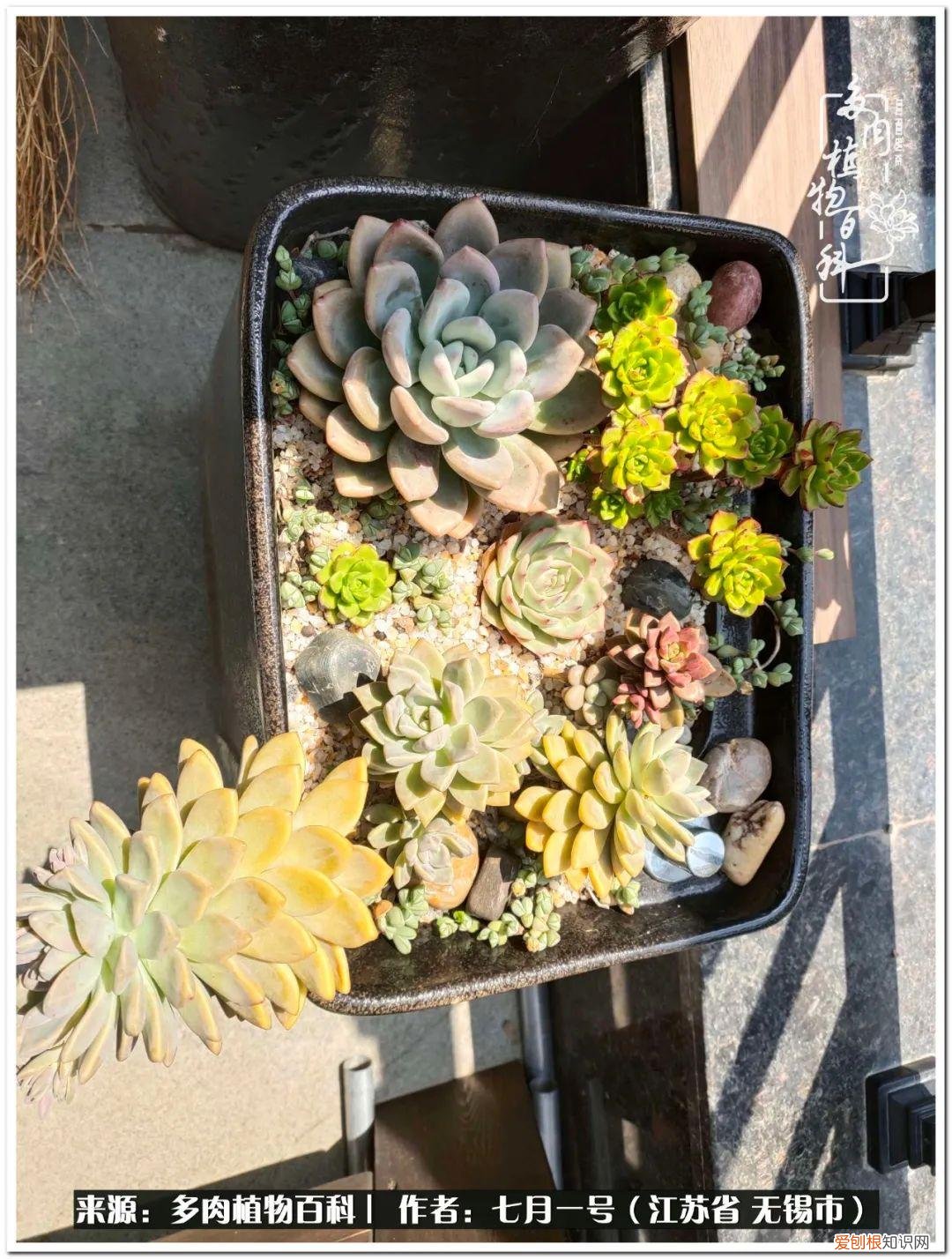 琴丝竹的养殖方法和注意事项