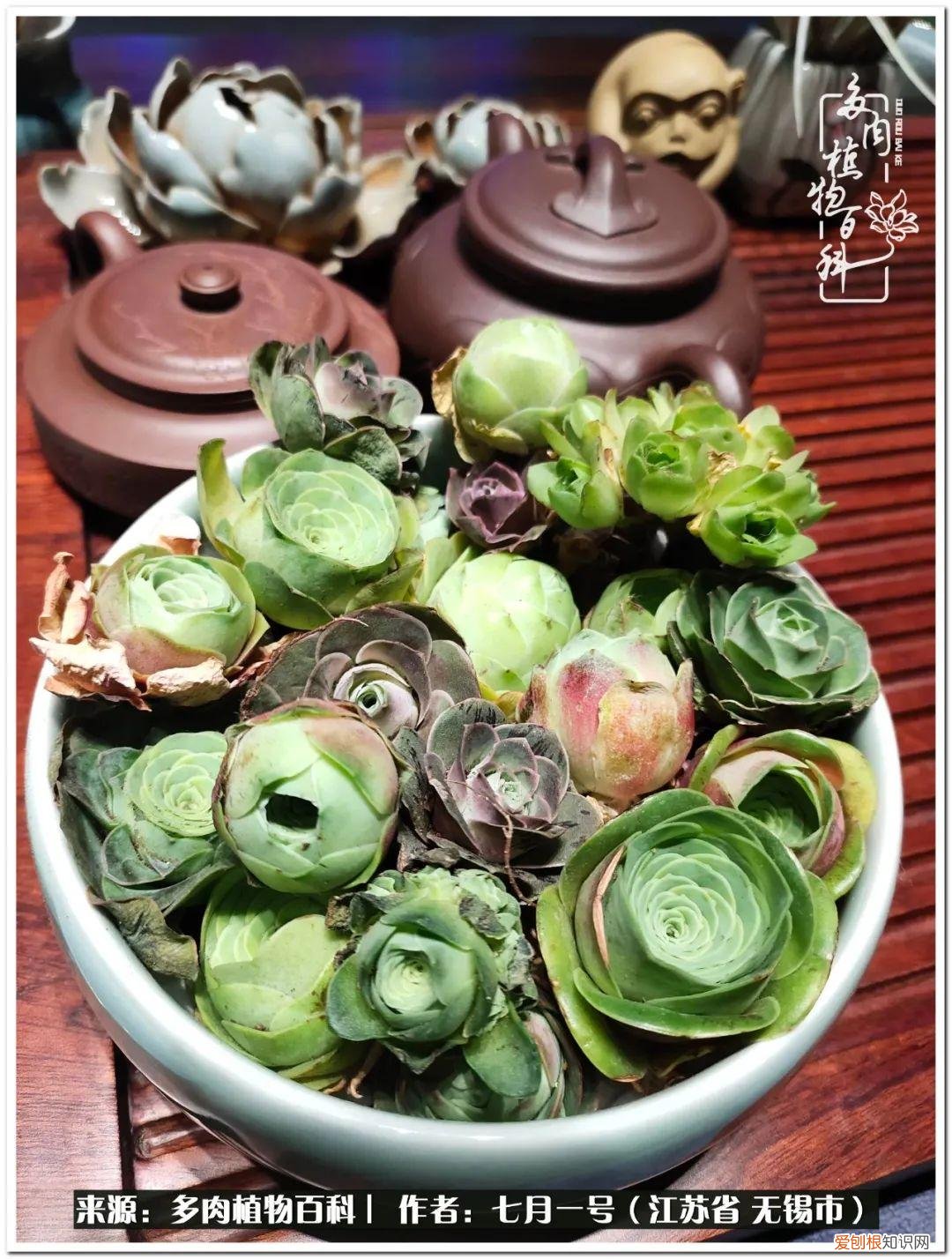 琴丝竹的养殖方法和注意事项