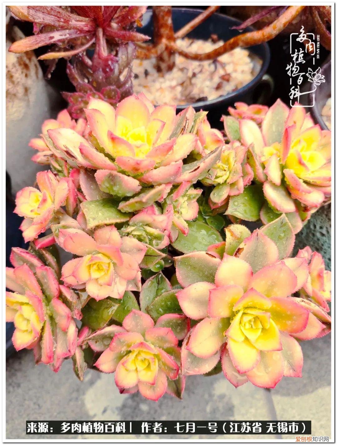 琴丝竹的养殖方法和注意事项