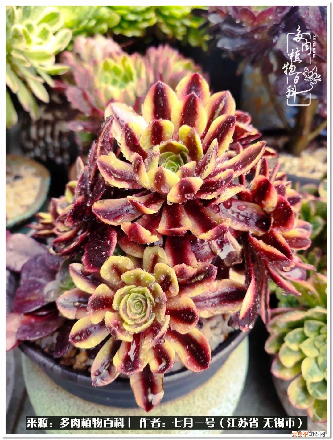 琴丝竹的养殖方法和注意事项