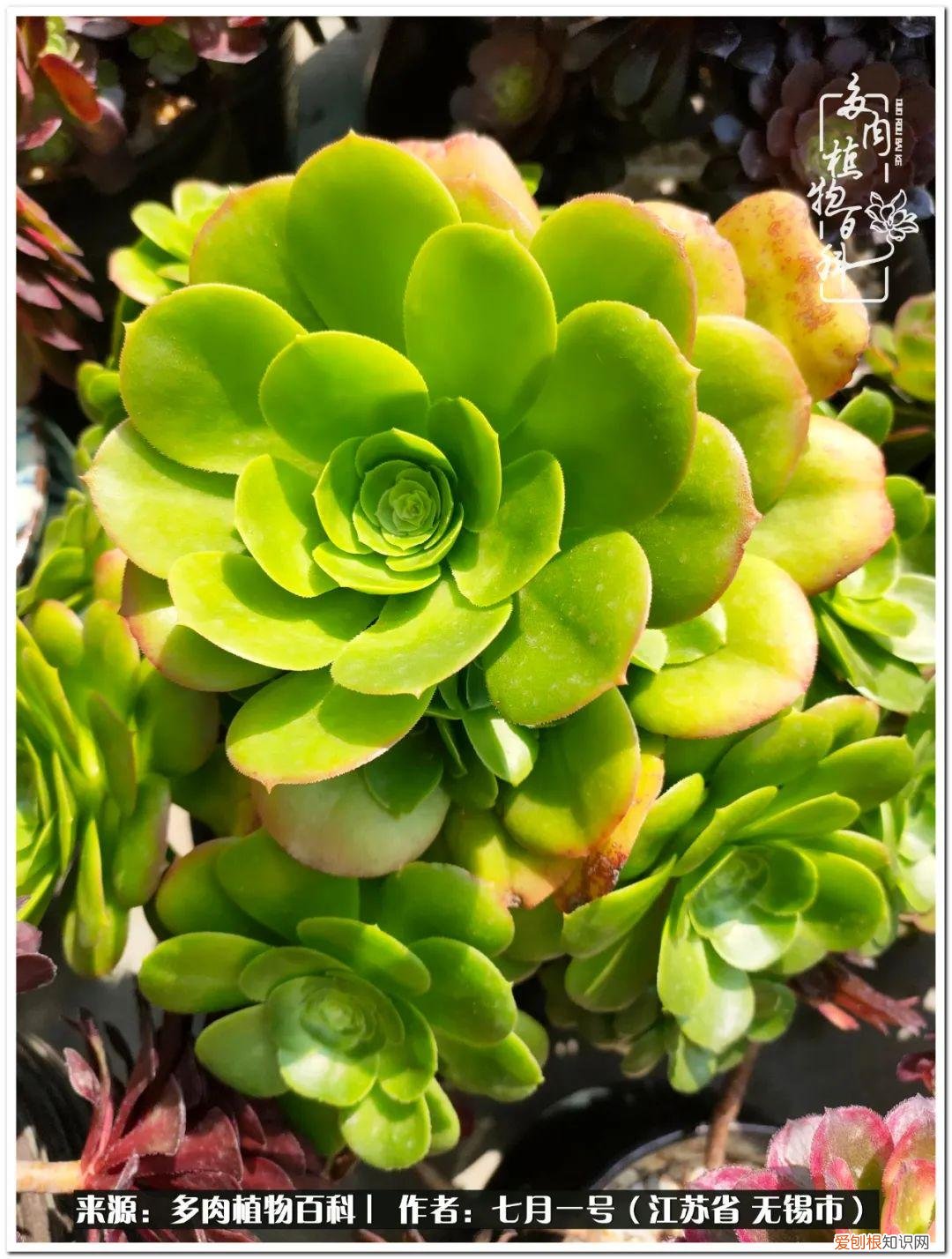 琴丝竹的养殖方法和注意事项