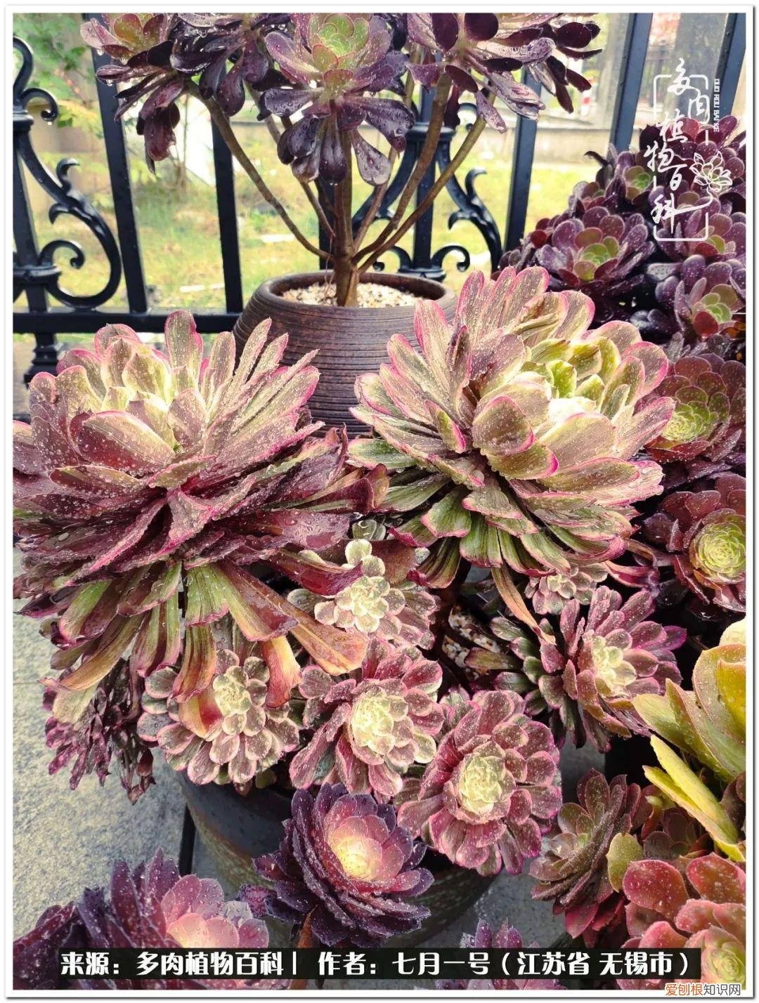 琴丝竹的养殖方法和注意事项