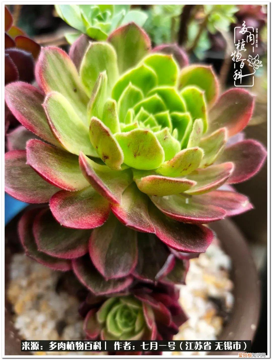 琴丝竹的养殖方法和注意事项