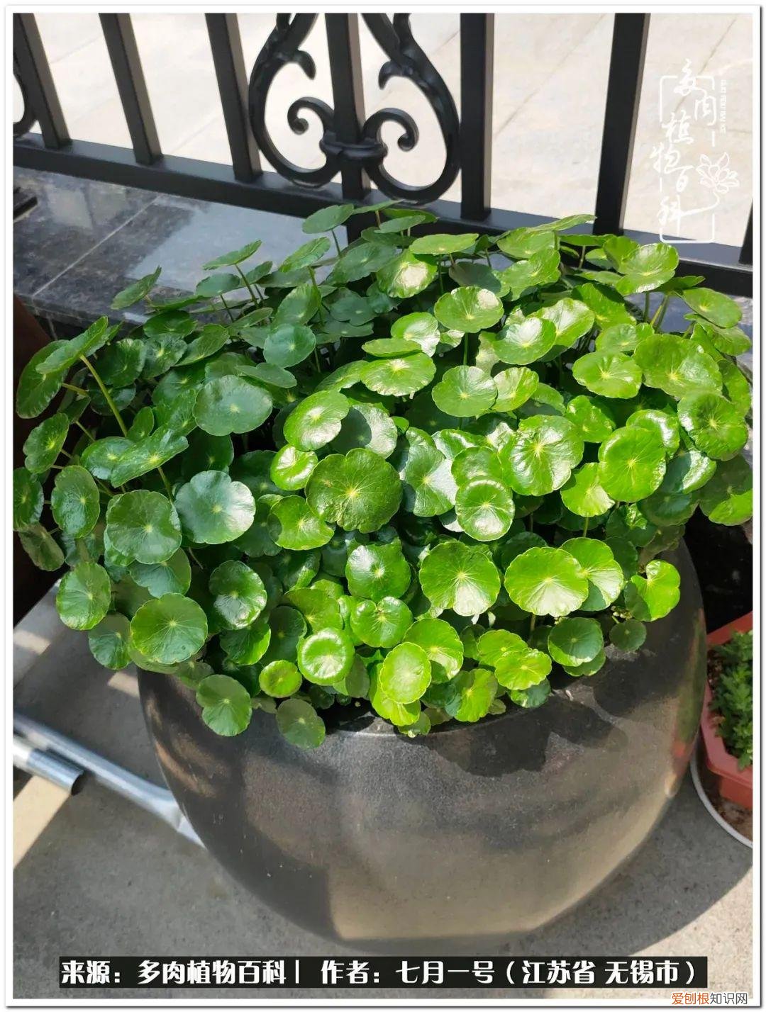 琴丝竹的养殖方法和注意事项