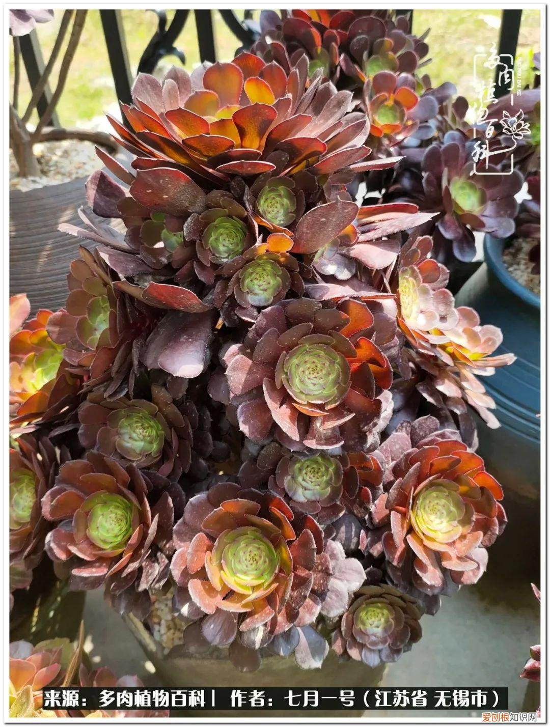 琴丝竹的养殖方法和注意事项