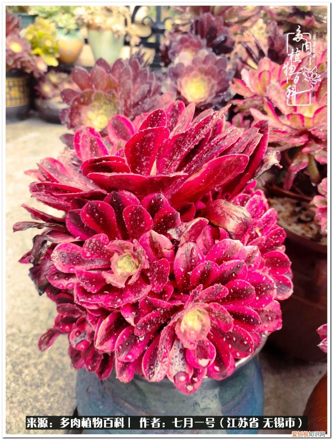 琴丝竹的养殖方法和注意事项