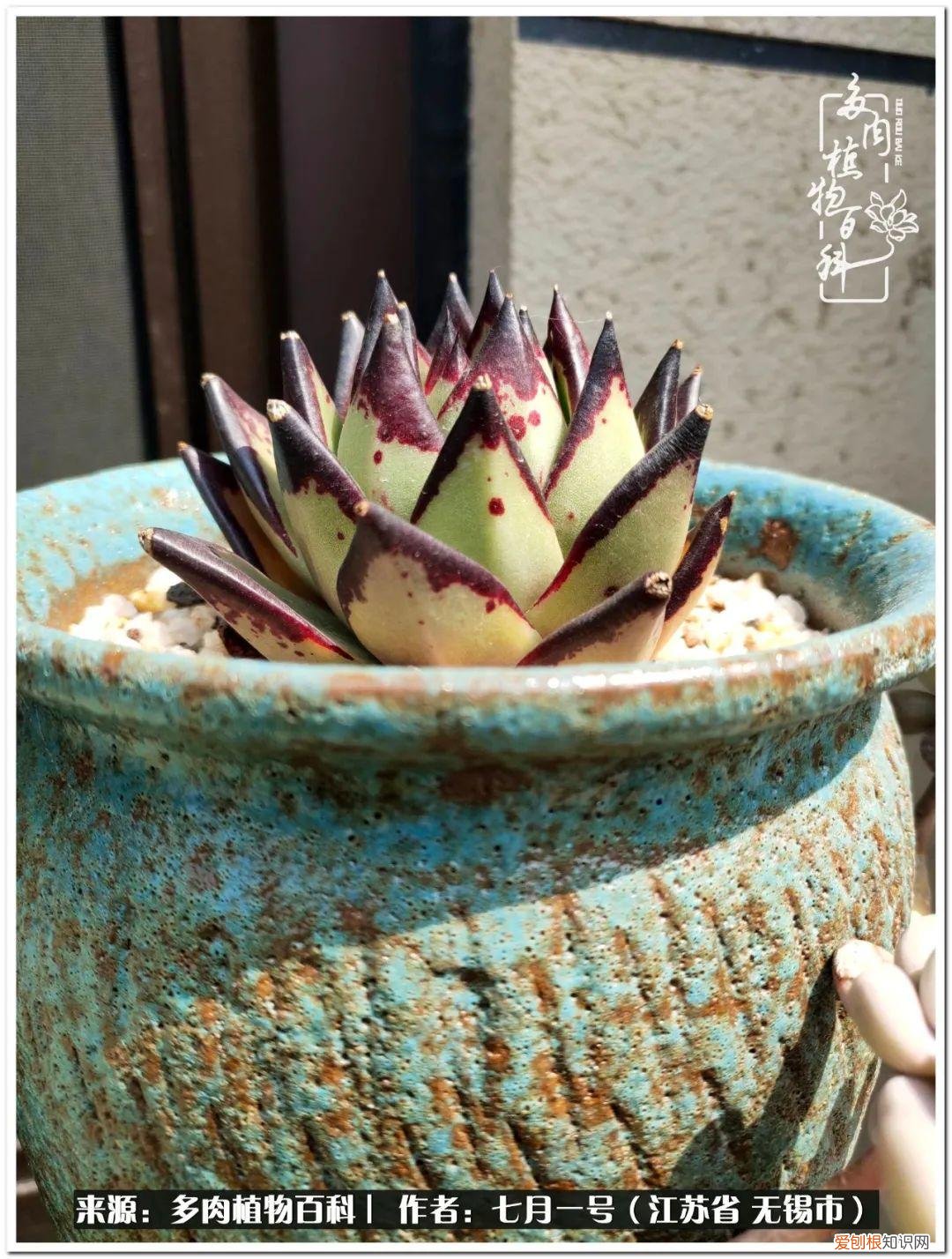 琴丝竹的养殖方法和注意事项