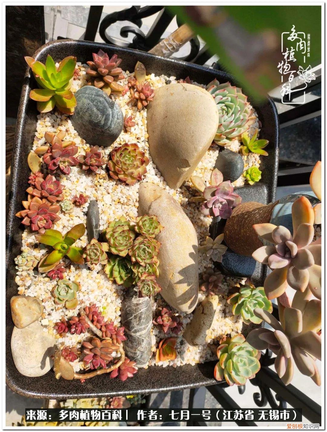 琴丝竹的养殖方法和注意事项