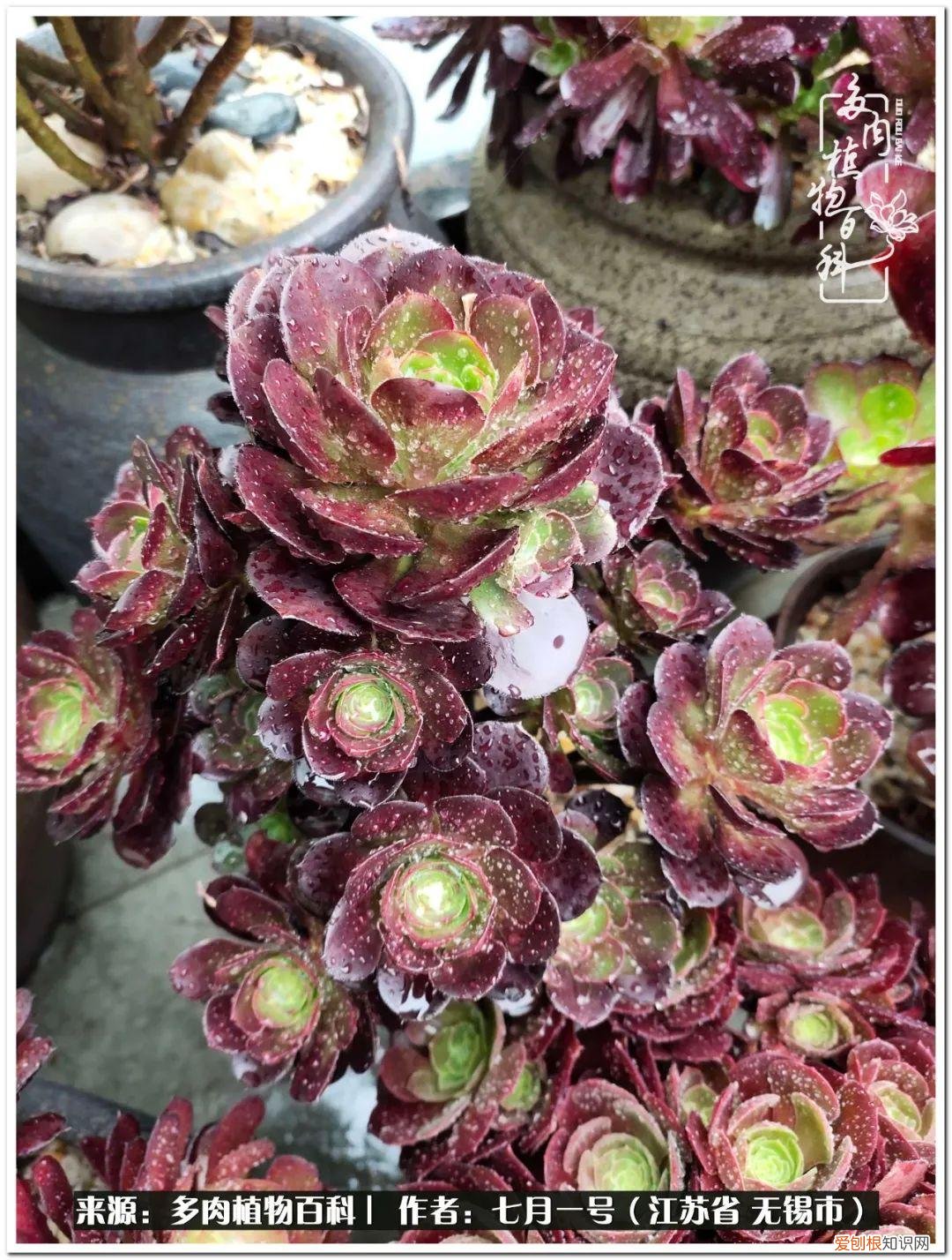 琴丝竹的养殖方法和注意事项