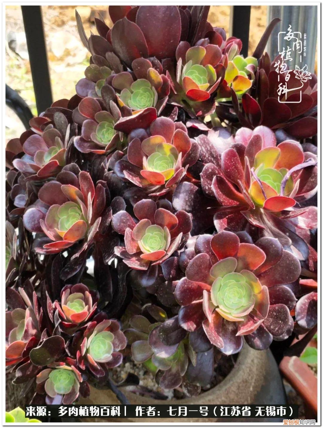 琴丝竹的养殖方法和注意事项