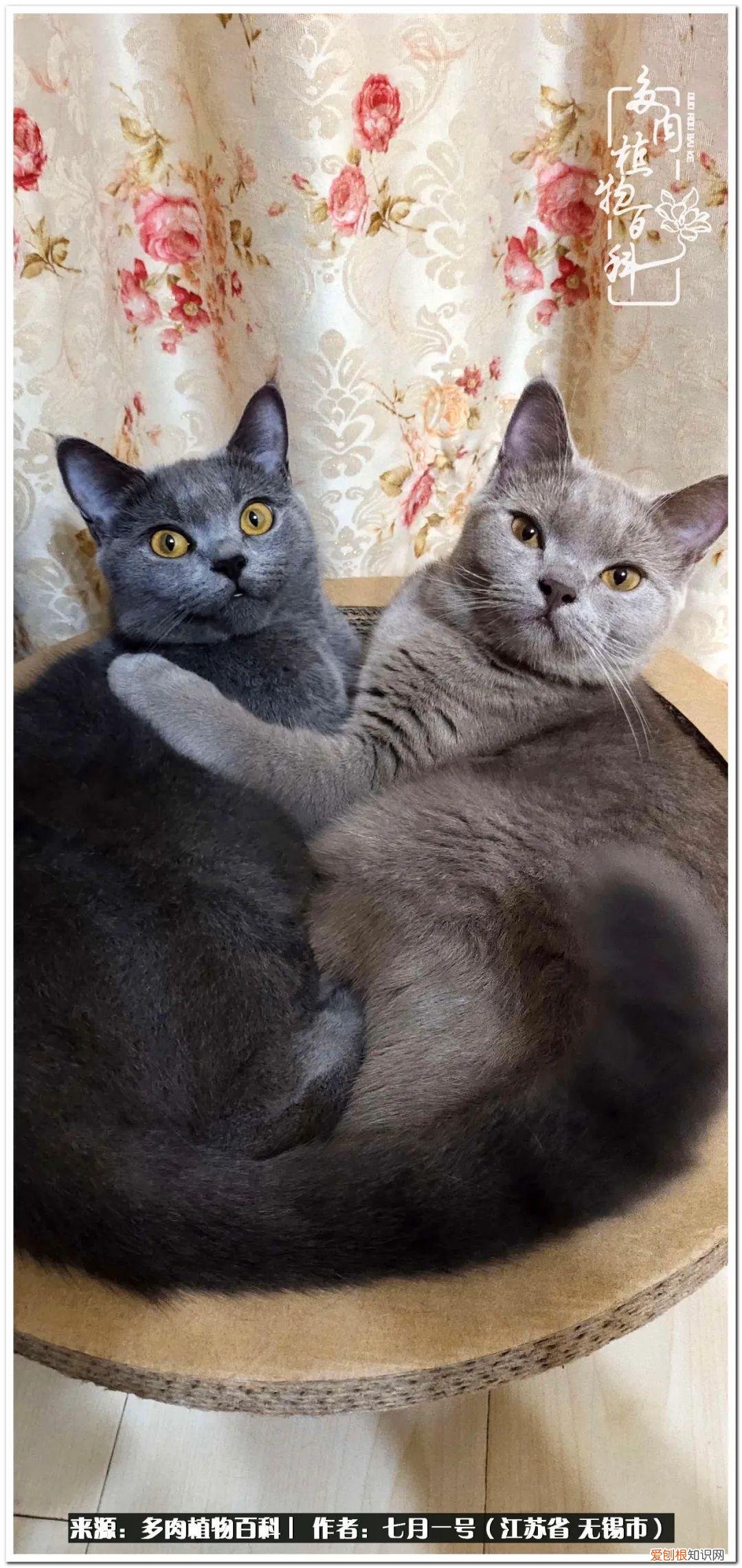 琴丝竹的养殖方法和注意事项