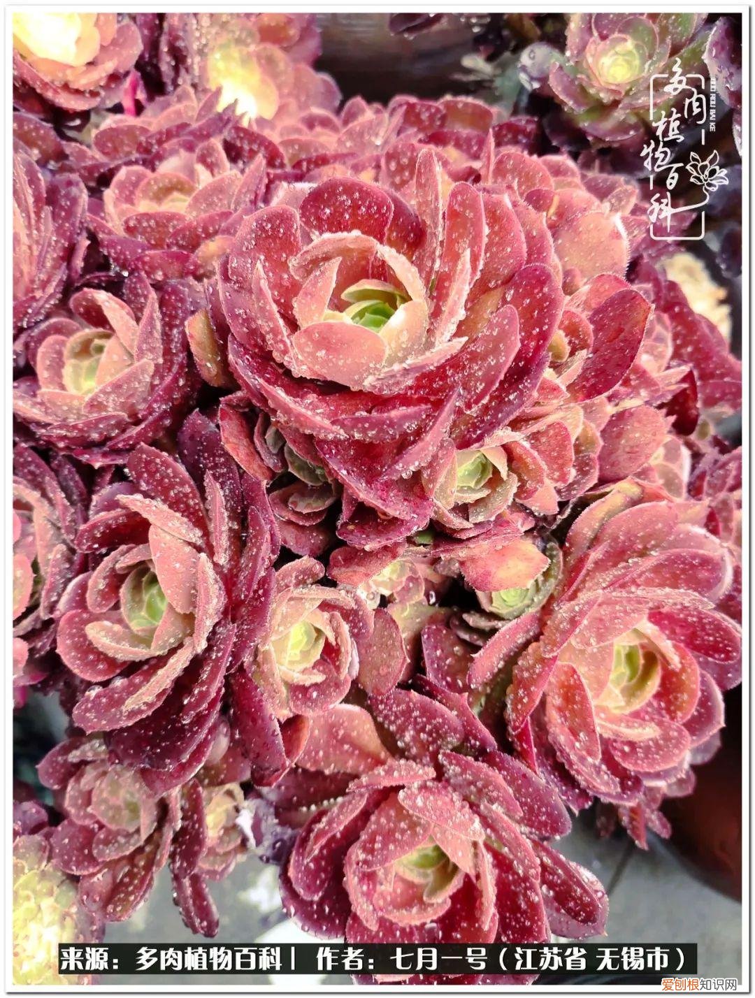 琴丝竹的养殖方法和注意事项