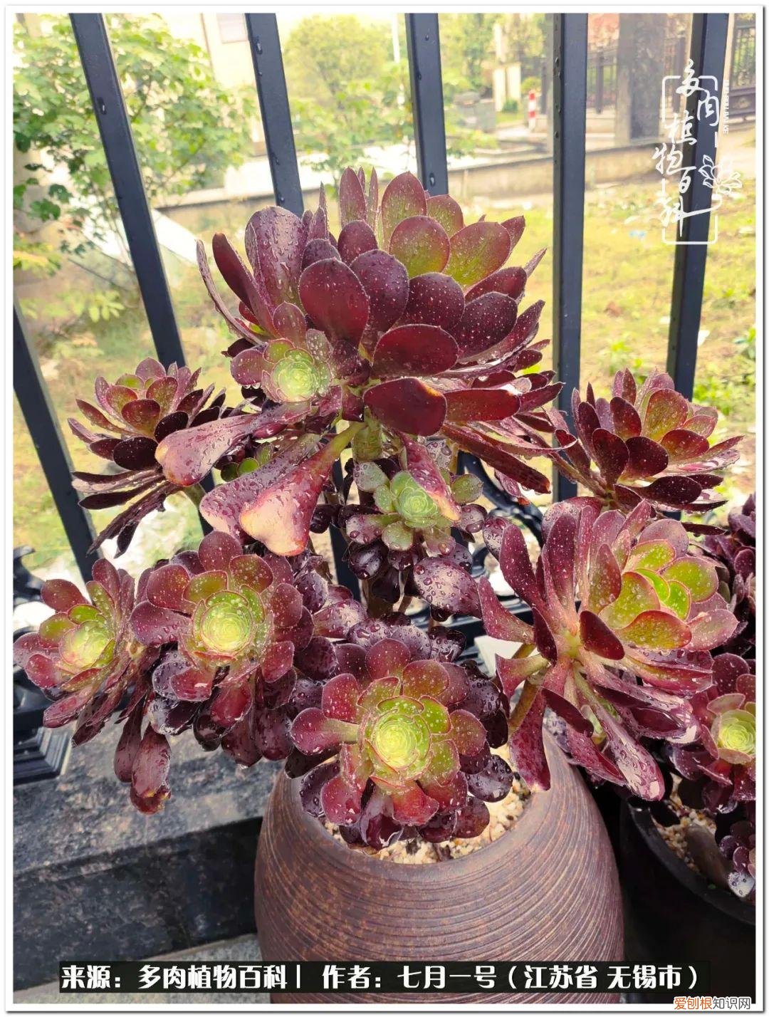 琴丝竹的养殖方法和注意事项