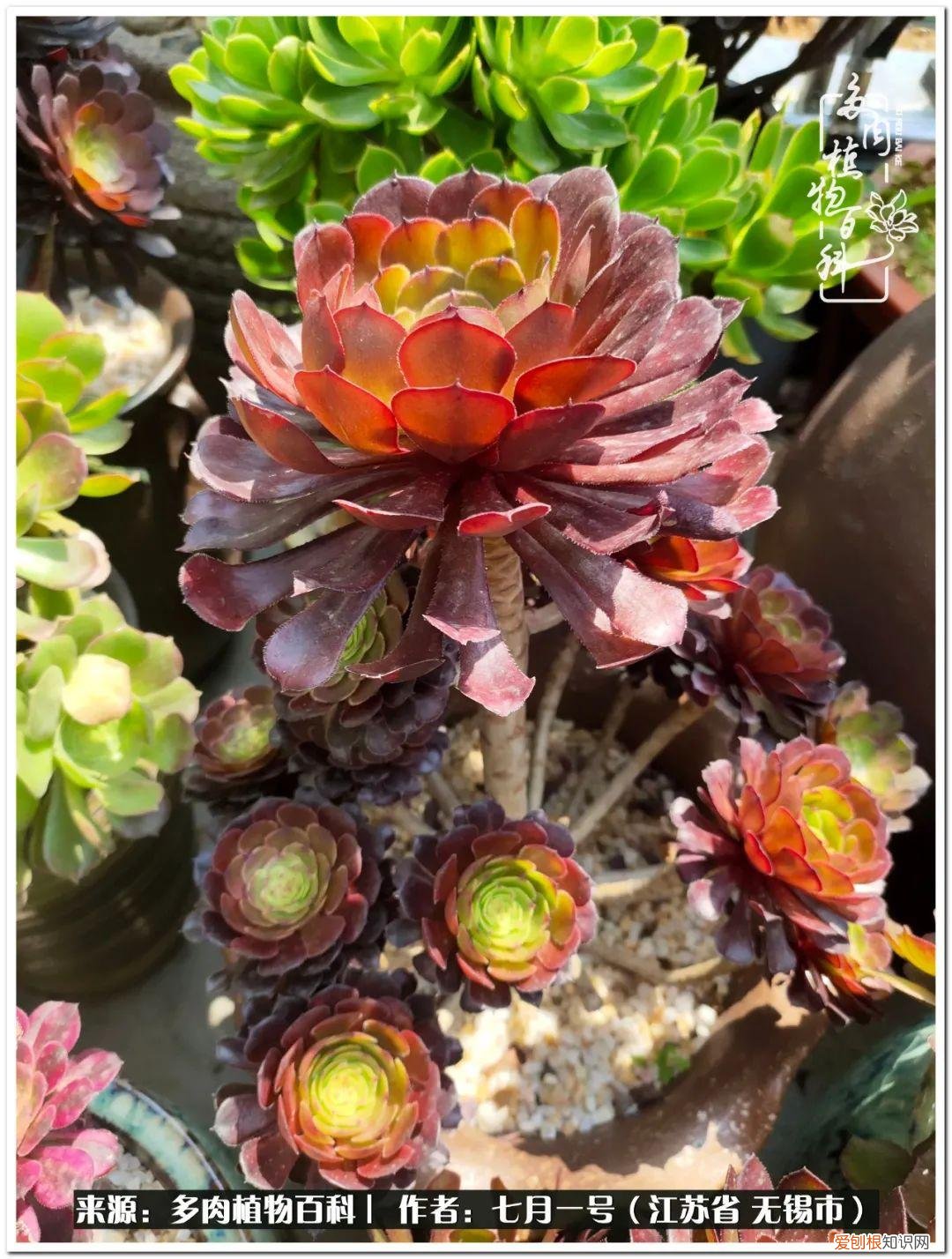 琴丝竹的养殖方法和注意事项