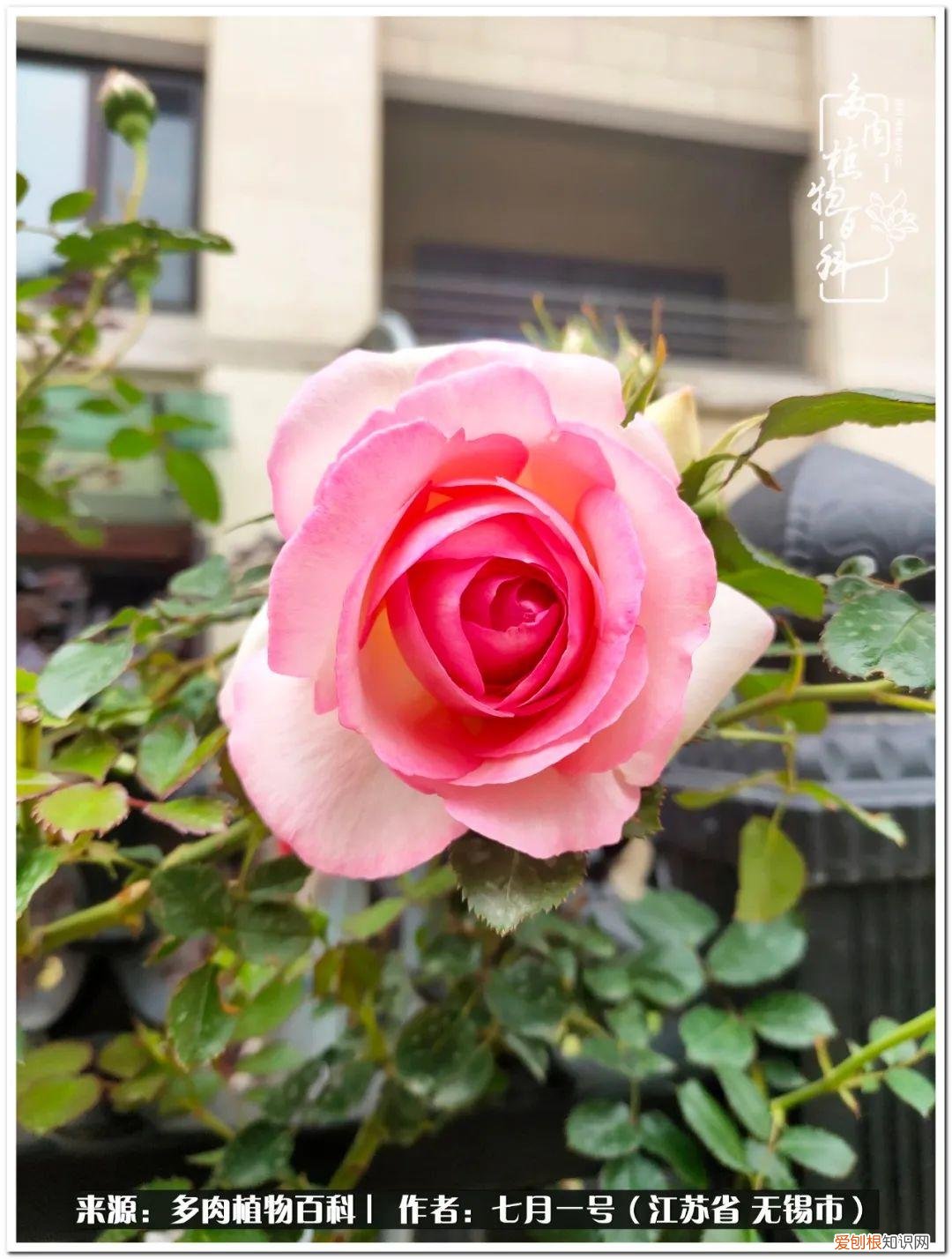 琴丝竹的养殖方法和注意事项