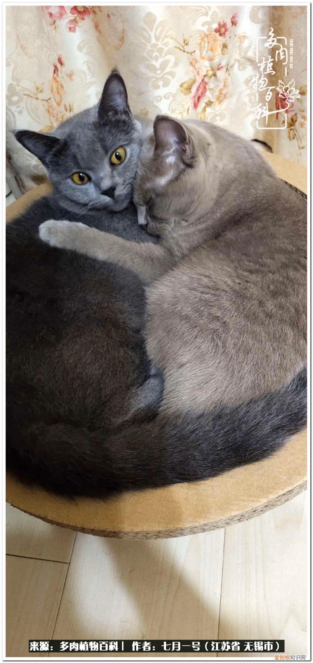 琴丝竹的养殖方法和注意事项