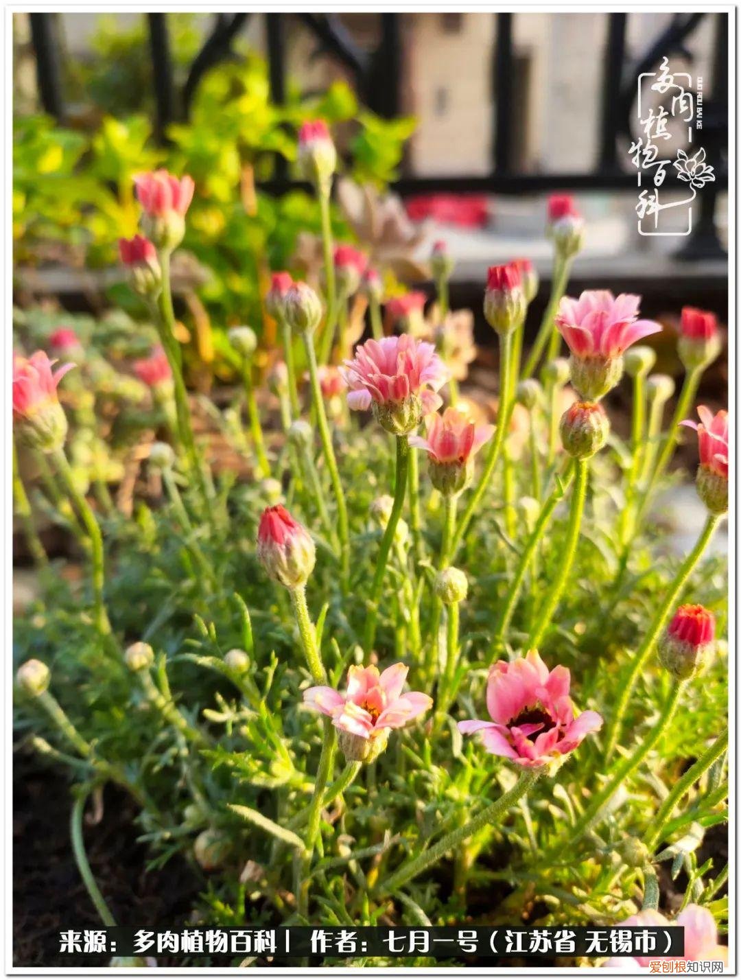 琴丝竹的养殖方法和注意事项