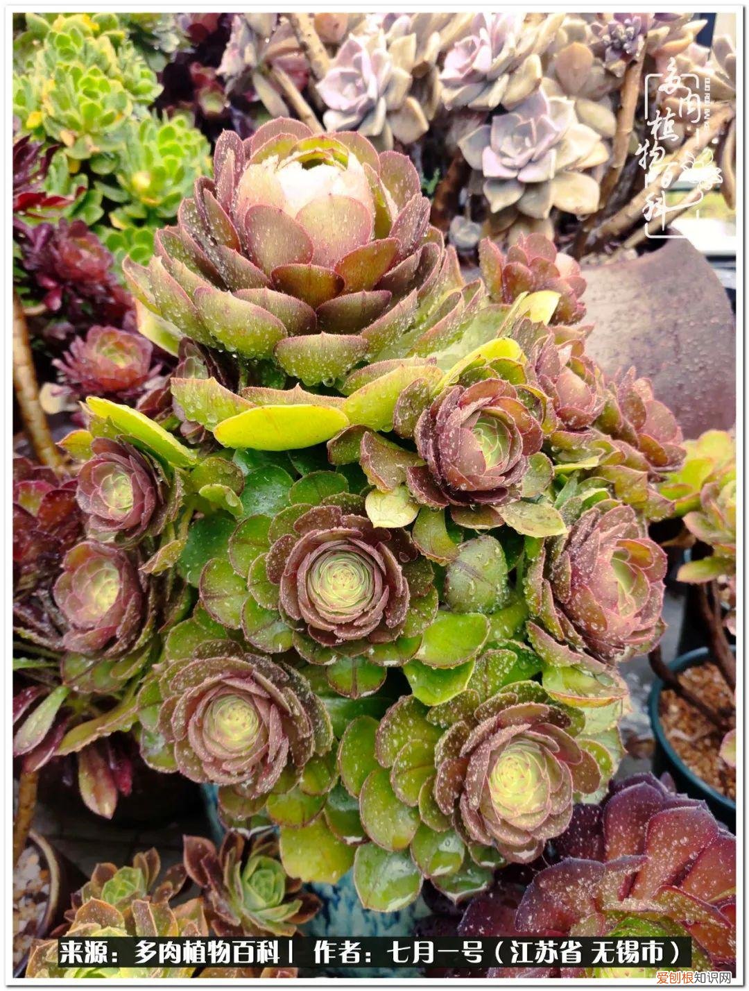 琴丝竹的养殖方法和注意事项