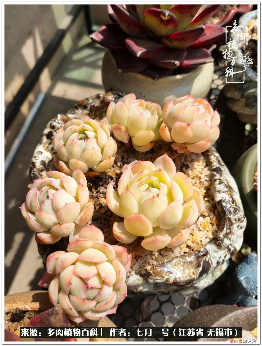 琴丝竹的养殖方法和注意事项