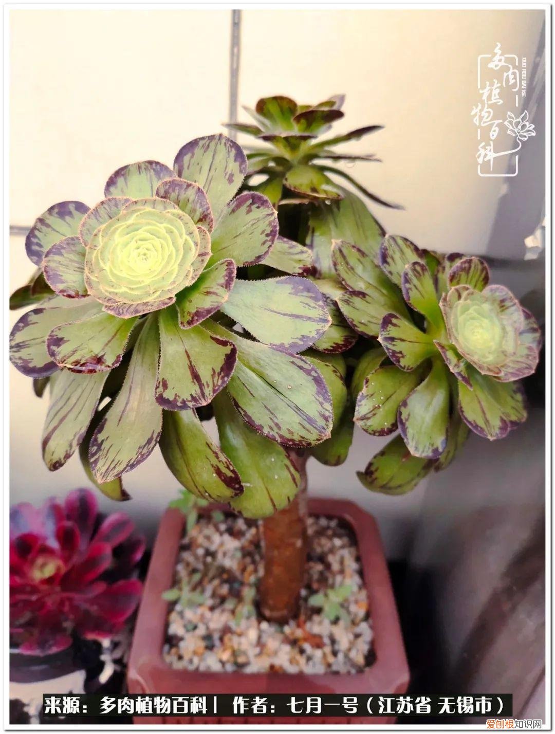 琴丝竹的养殖方法和注意事项