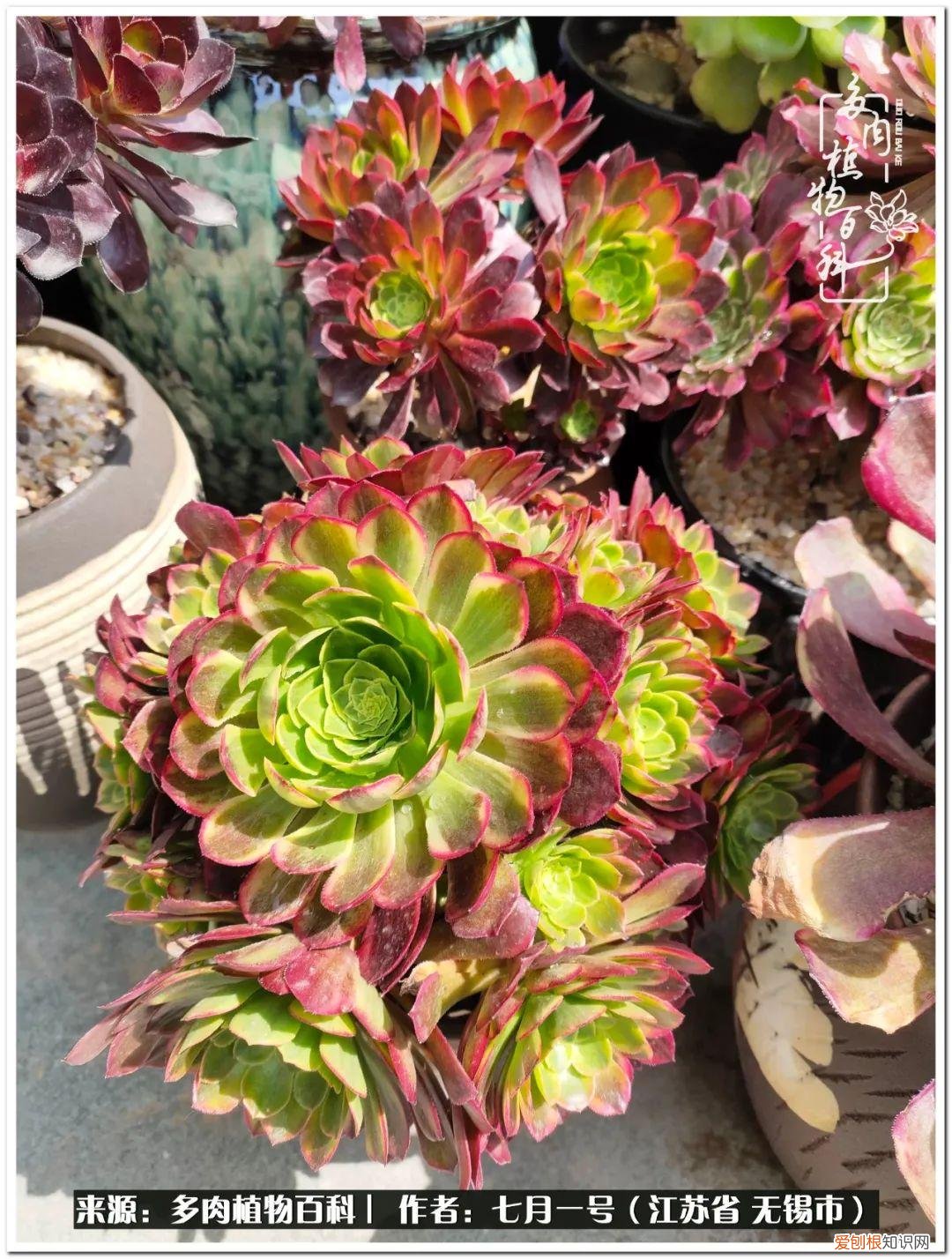 琴丝竹的养殖方法和注意事项