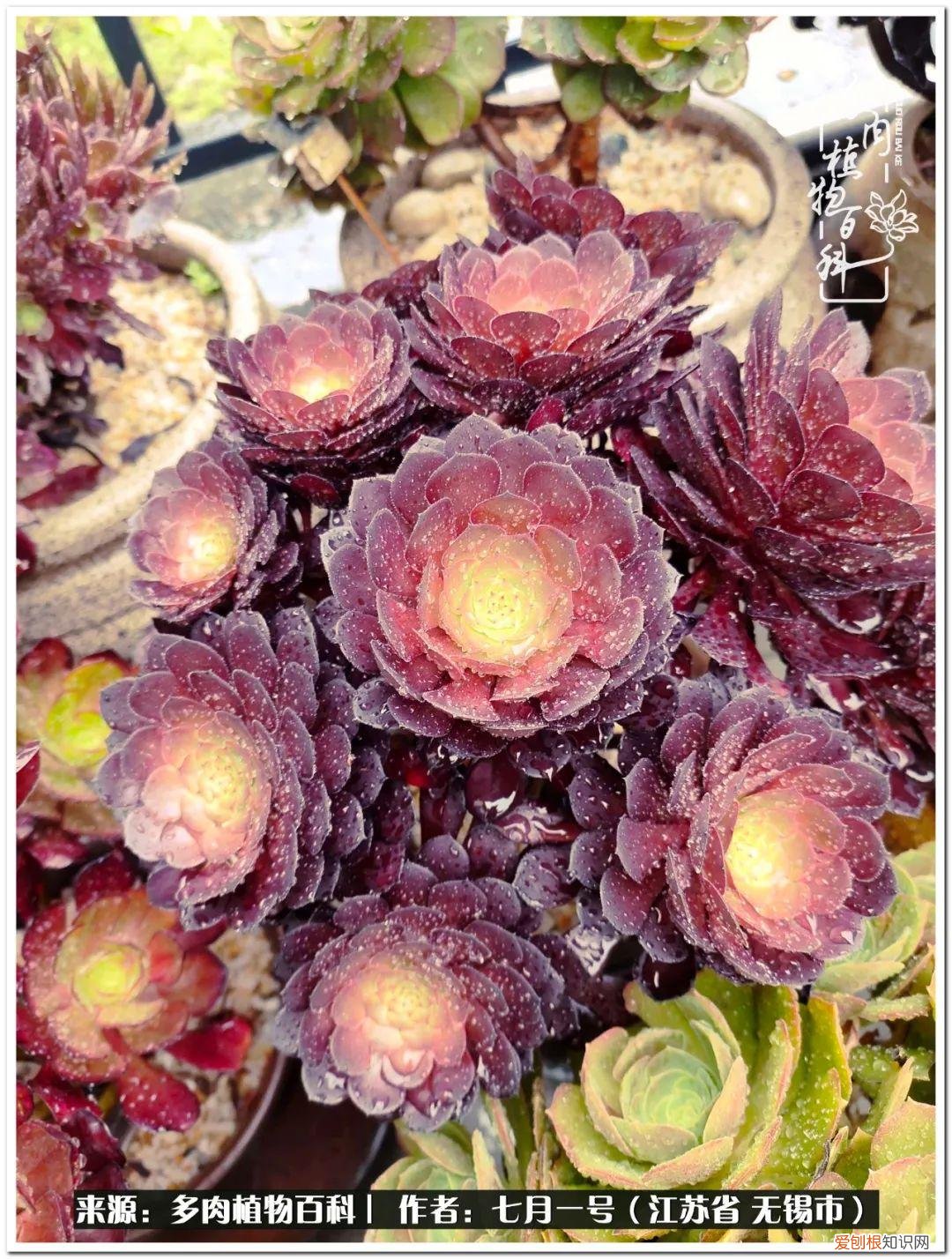 琴丝竹的养殖方法和注意事项