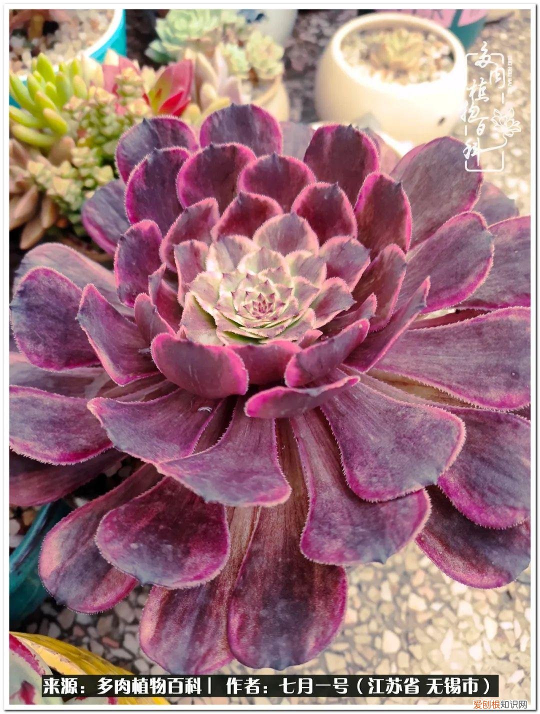 琴丝竹的养殖方法和注意事项