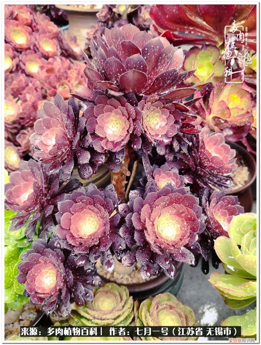 琴丝竹的养殖方法和注意事项