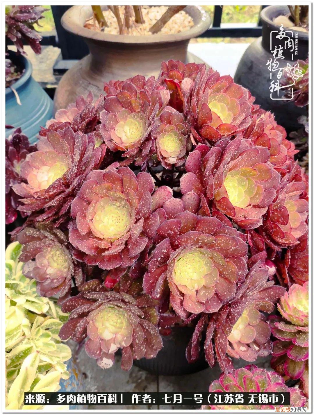 琴丝竹的养殖方法和注意事项