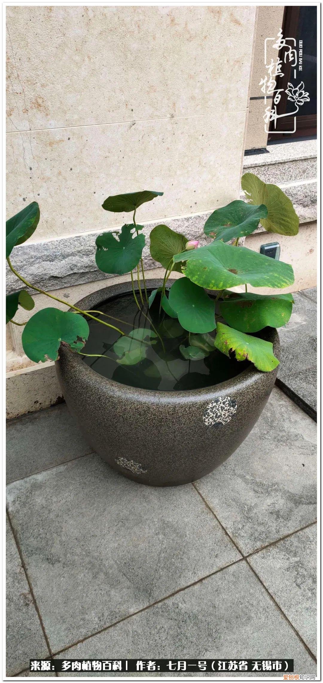 琴丝竹的养殖方法和注意事项