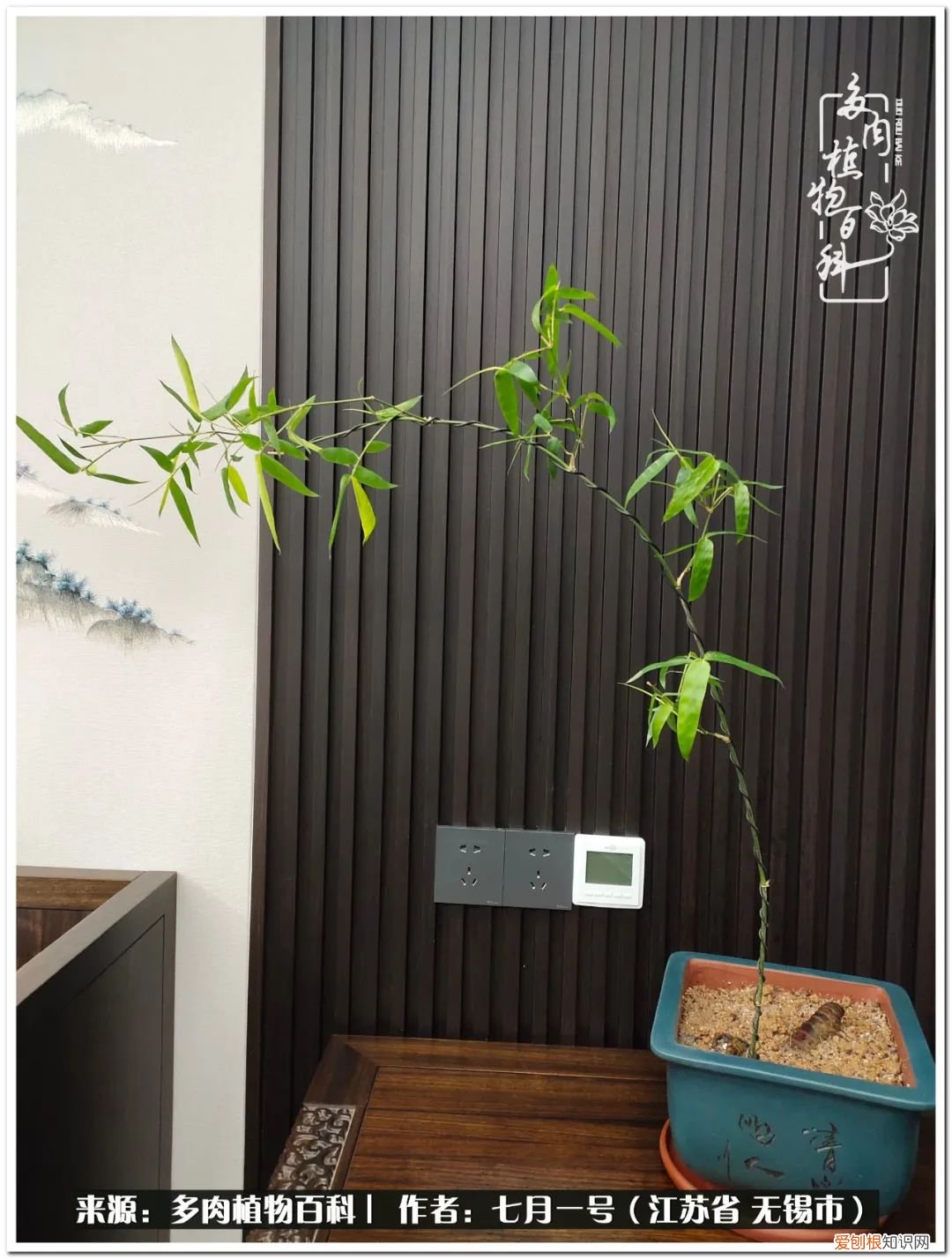 琴丝竹的养殖方法和注意事项