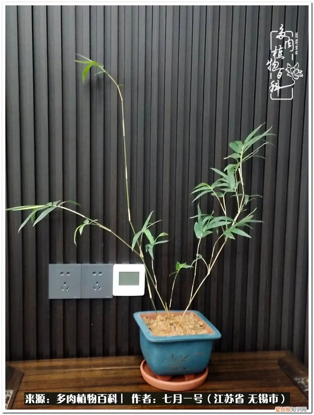 琴丝竹的养殖方法和注意事项