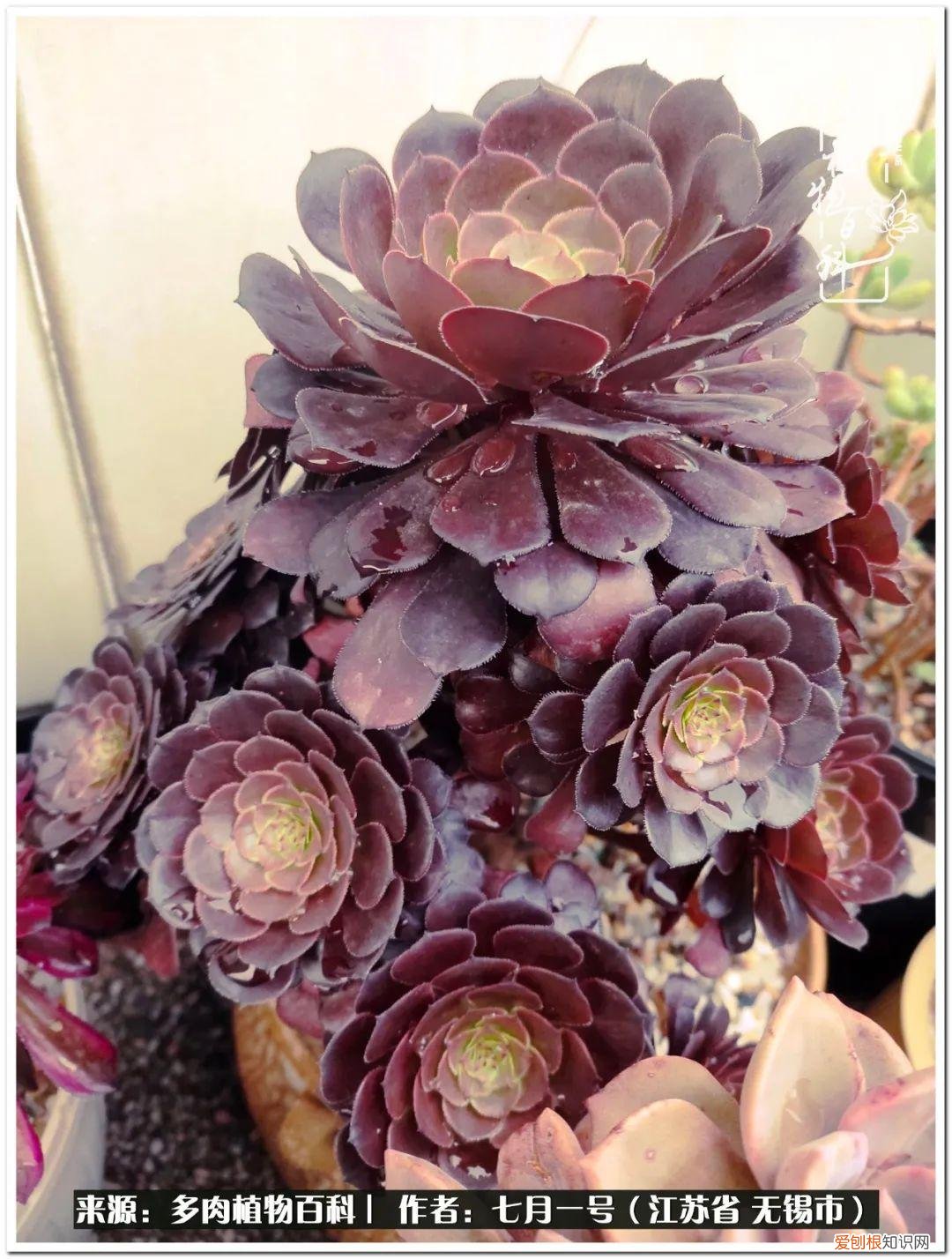 琴丝竹的养殖方法和注意事项