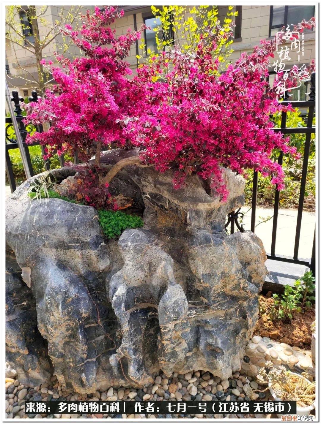 琴丝竹的养殖方法和注意事项