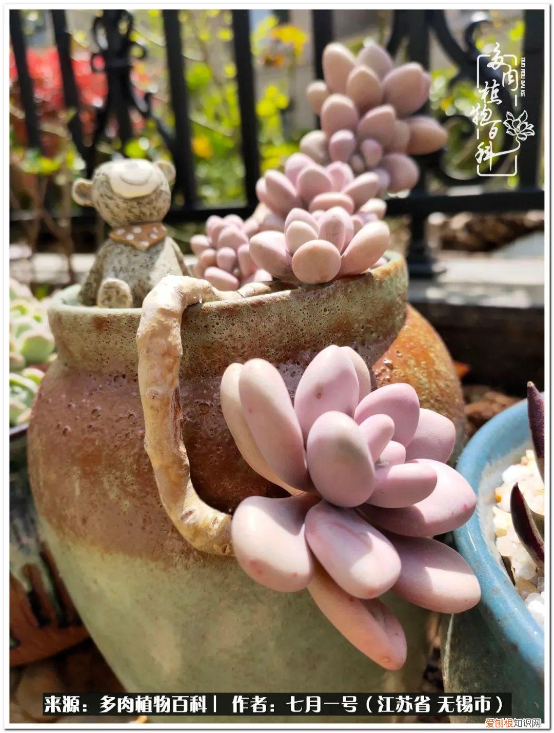 琴丝竹的养殖方法和注意事项