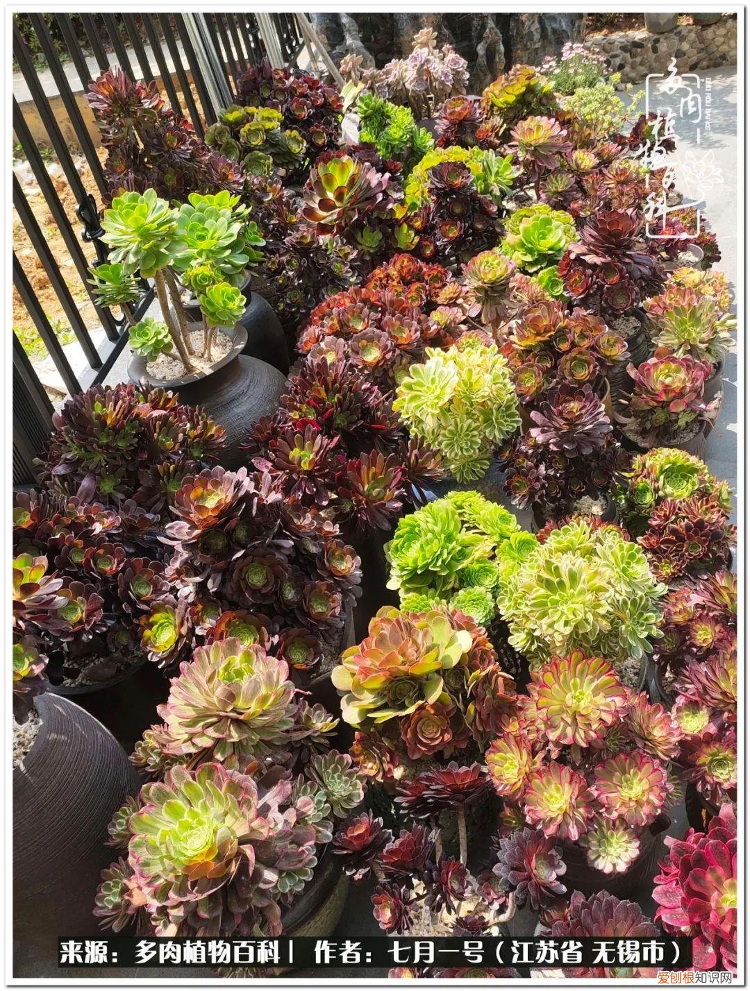 琴丝竹的养殖方法和注意事项