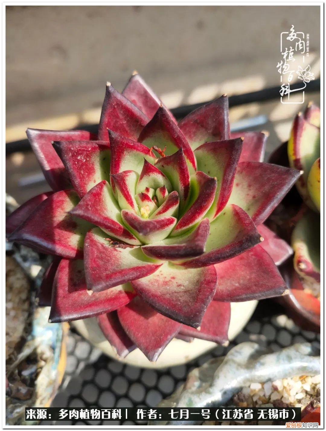 琴丝竹的养殖方法和注意事项