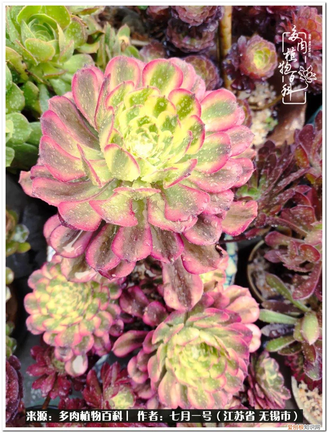 琴丝竹的养殖方法和注意事项