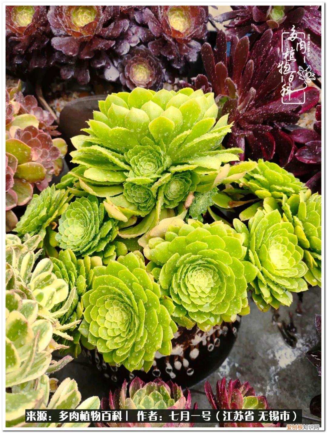 琴丝竹的养殖方法和注意事项