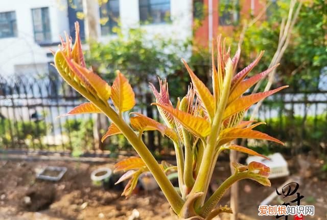 6种自带毒素的蔬菜食用前需焯水