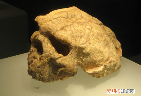 全球的科学骗局中,皮尔当人骗局位居首位,40年都没被发现