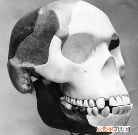 全球的科学骗局中，皮尔当人骗局位居首位，40年都没被发现