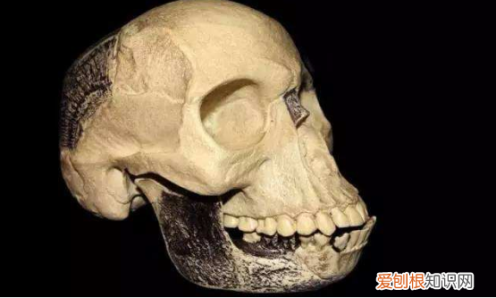 全球的科学骗局中，皮尔当人骗局位居首位，40年都没被发现