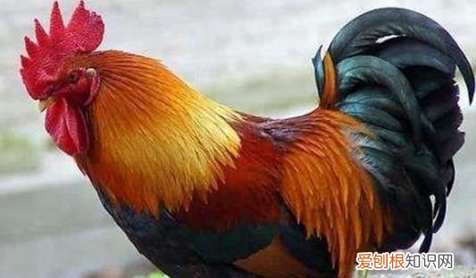 公鸡为什么打鸣，公鸡为什么要打鸣还固定时间