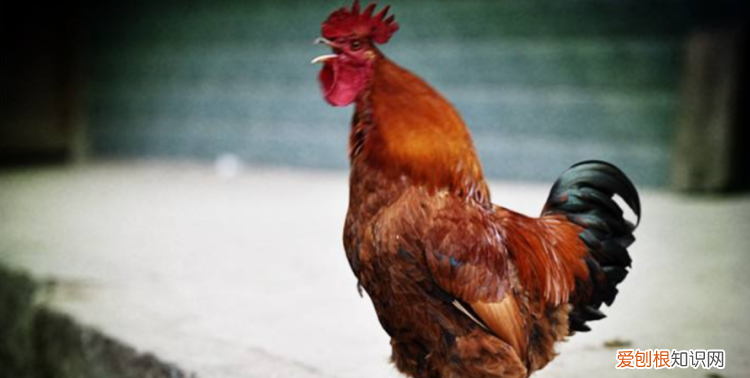 公鸡为什么打鸣，公鸡为什么要打鸣还固定时间