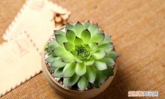 多肉喜欢太阳，多肉植物能晒太阳不