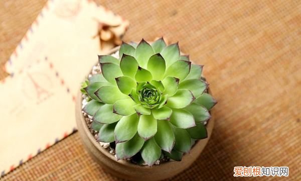 多肉喜欢太阳，多肉植物能晒太阳不