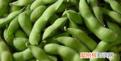 毛豆和黄豆的区别，毛豆是黄豆嫩的时候