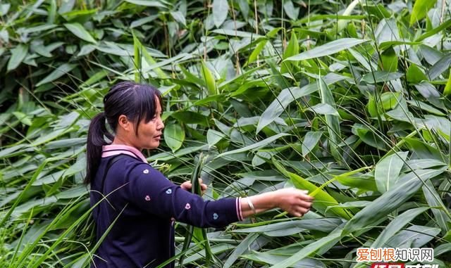 湖北鹤峰县香源箬叶的箬叶包粽子为什么久煮不发黄